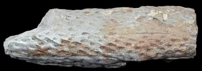 Fossil Lycopod Tree Root (Stigmaria) - Oklahoma #53338